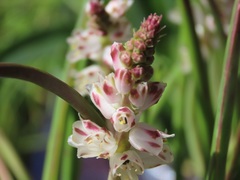 Lachenalia bachmannii