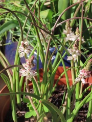 Lachenalia bachmannii