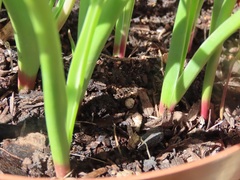 Lachenalia bachmannii