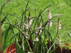 Lachenalia bachmannii