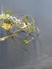 Sagittaria sagittifolia