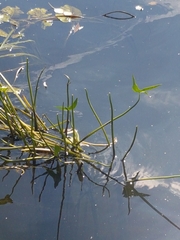 Sagittaria sagittifolia