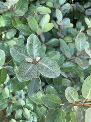 Elaeagnaceae