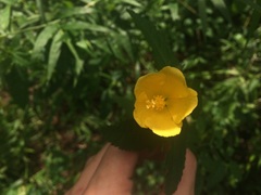 Pavonia spinifex