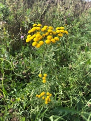 Tanacetum vulgare