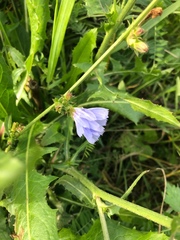 Cichorium intybus