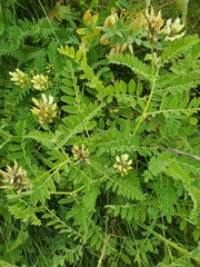 Astragalus cicer