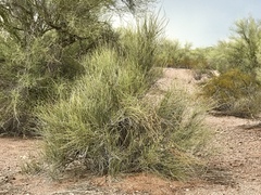 Ephedra trifurca