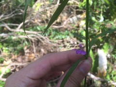 Justicia periplocifolia