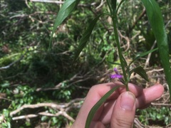 Justicia periplocifolia