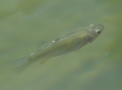 Fundulus grandis