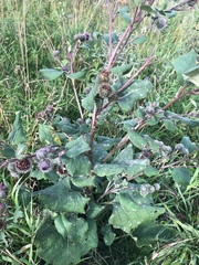 Arctium tomentosum
