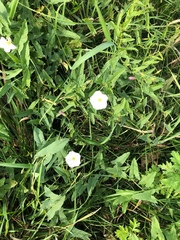 Convolvulus arvensis