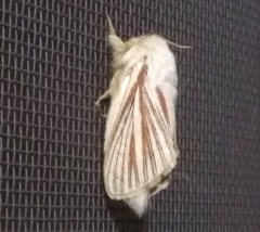 Grammodora nigrolineata