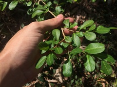 Erythroxylum brevipes