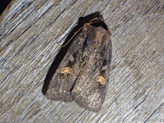 Adelphagrotis indeterminata