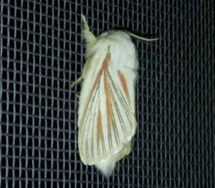 Grammodora nigrolineata