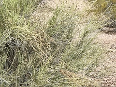 Ephedra trifurca