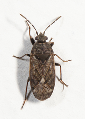 Peritrechus convivus