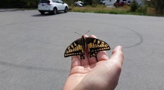 Papilio machaon oregonius