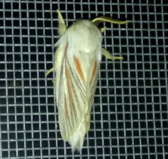 Grammodora nigrolineata