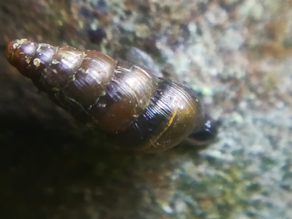 Clausiliinae
