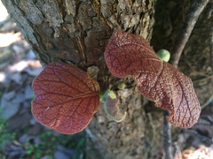Coccoloba pubescens