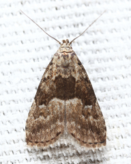 Hypenodes franclemonti