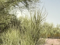 Ephedra trifurca