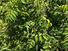 Libidibia monosperma