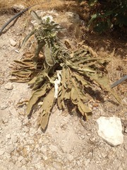 Verbascum sinaiticum