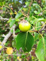 Pyrus communis pyraster