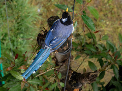 Urocissa flavirostris