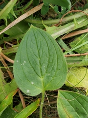 Mertensia paniculata