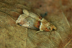 Acrobasis tumidana