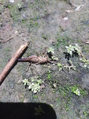 Ananteris solimariae