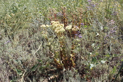 Hylotelephium maximum ruprechtii