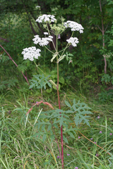 Angelica dahurica