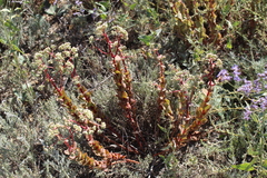 Hylotelephium maximum ruprechtii