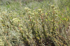 Hylotelephium maximum ruprechtii