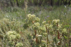 Hylotelephium maximum ruprechtii