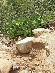 Erythrina flabelliformis