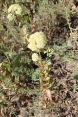 Hylotelephium maximum ruprechtii