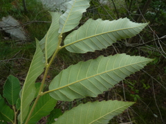 Castanea pumila