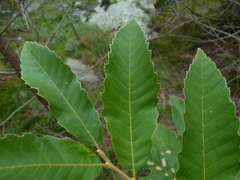 Castanea pumila