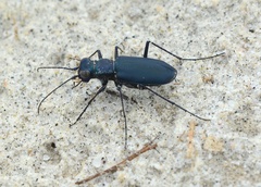 Cicindela nigrocoerulea
