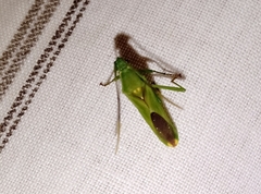 Discogastrini