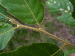 Castanea pumila