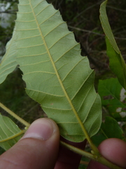 Castanea pumila