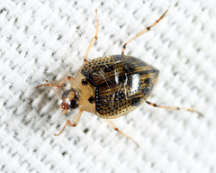 Peltodytes edentulus